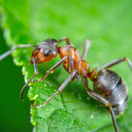 ants